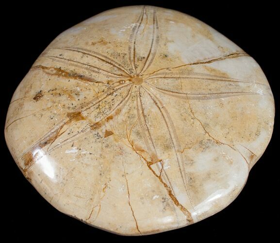 Large, Top Quality Polished Fossil Sand Dollar #10248